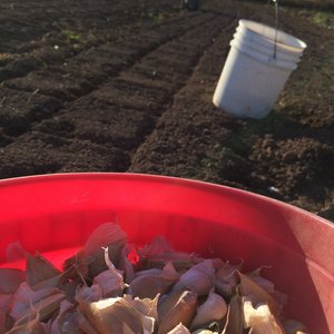 /srv/mudcreek/media/garlic_planting_CTmB4xt.JPG